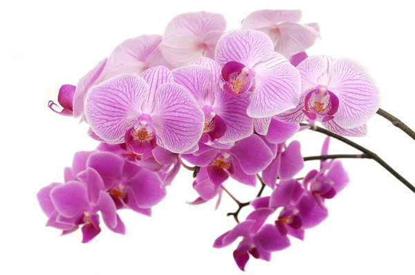 Orchidej — Stock fotografie