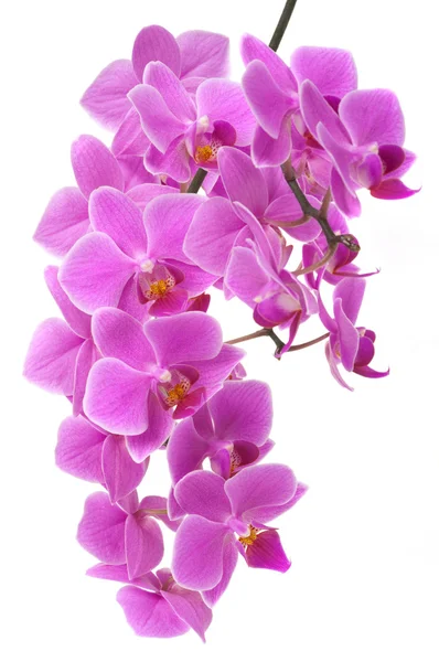 Orchidee — Stockfoto