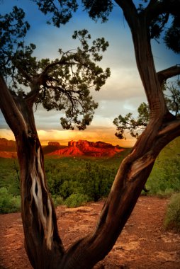 Arizona.
