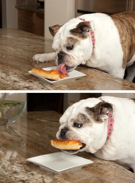 Bulldog. — Fotografia de Stock