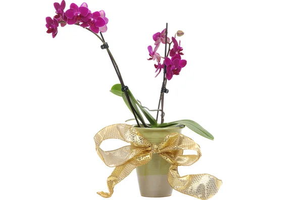 Orchidee — Stockfoto