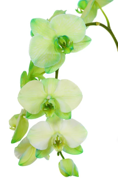 Orquídea — Fotografia de Stock