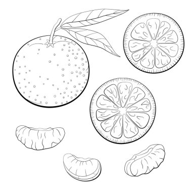 Yapraklı ve dilimli mandalina. Mandalina bölümleri. Çizgi sanat vektörü çizimi beyaz arkaplanda izole edildi.