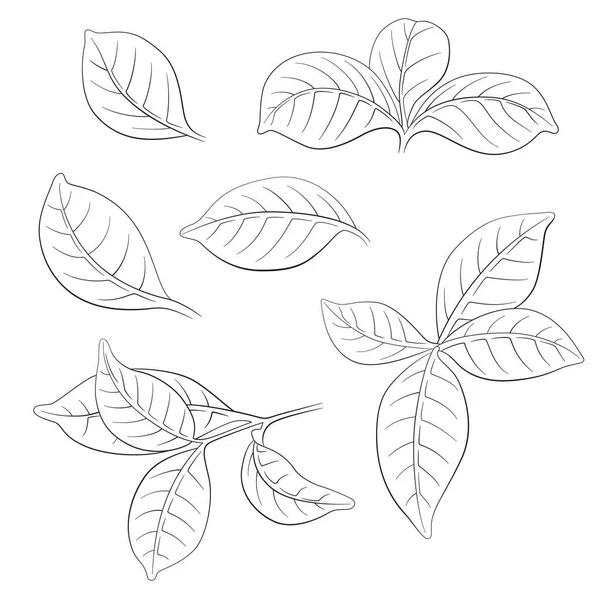 Graphic Sketch Gardenia Leaves Vector Illustration Isolated White Background — Vetor de Stock