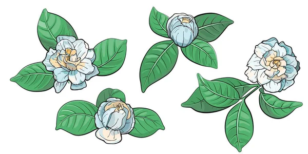 Gardenia Flowers Leaves Vector Illustration Isolated White Background — Image vectorielle