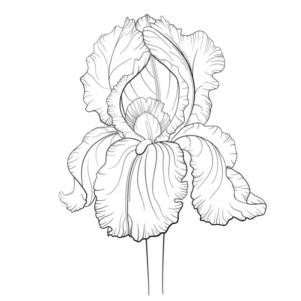 Векторный Цветок Айрис Черно Белый Ботанический Рисунок Чернил Линейная Иллюстрация — стоковый вектор