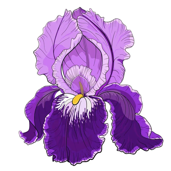 Primavera Flor Iris Púrpura Ilustración Vectorial Aislada Sobre Fondo Blanco — Archivo Imágenes Vectoriales