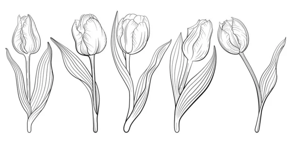 Fleurs Tulipes Illustration Florale Ligne Vectorielle Isolée Sur Fond Blanc — Image vectorielle