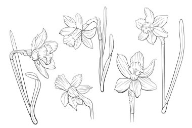 Narcissus çiçekleri. Beyaz arkaplanda izole edilmiş vektör çizgisi sanat çiçekleri çizimi.