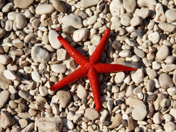 Red starfish (Echinaster sepositus) — Stock Photo, Image