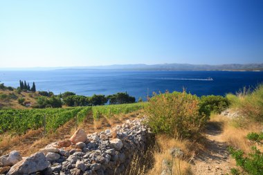 Murvica