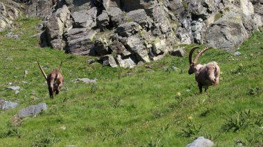 Erkek dağ keçisi (dağ keçisi keçi)