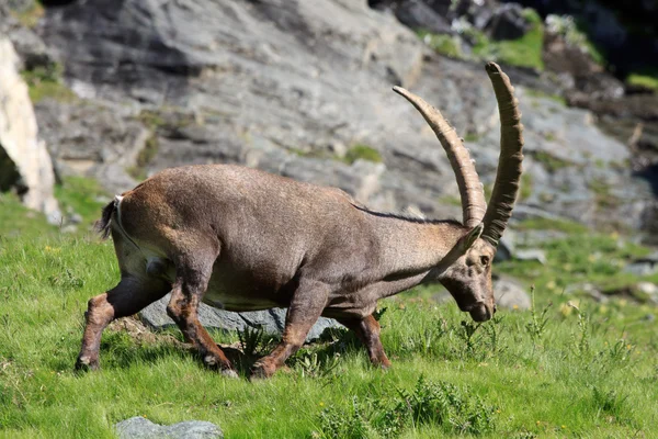 Male ibex (ibex goat) — Stock Photo, Image