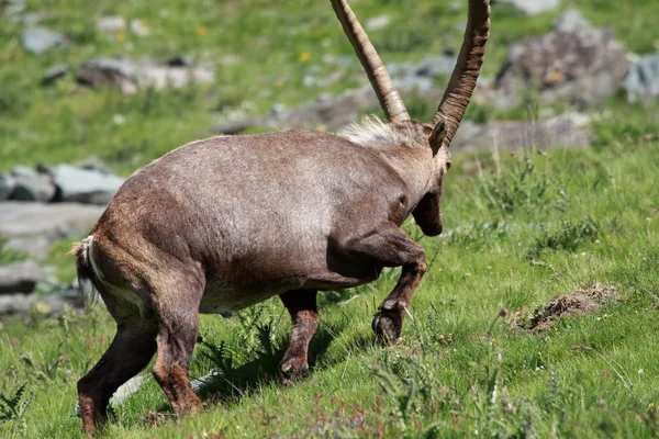 Чоловічий козел (ibex goat ) — стокове фото