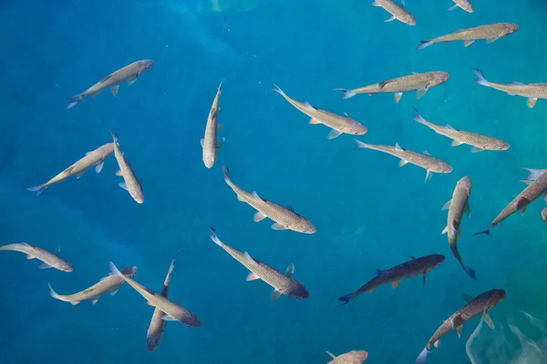 Peces en el lago —  Fotos de Stock