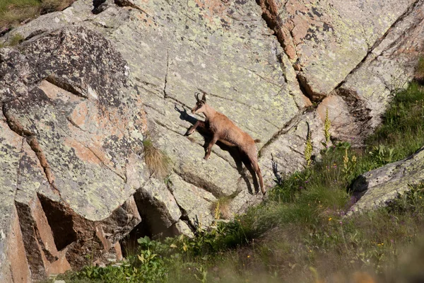 Suede on the rocks — Stock Photo, Image