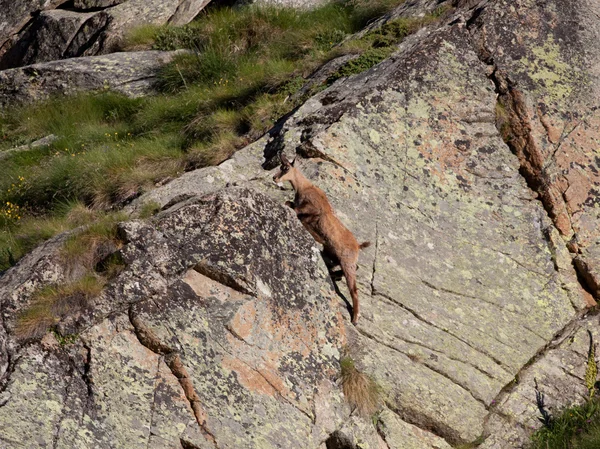 Suede on the rocks — Stock Photo, Image