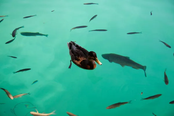 Ente von Fischen - Plitvicer See — Stockfoto