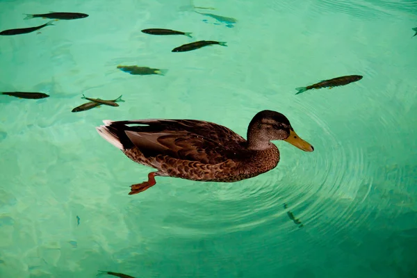 Kachna ryb - Plitvická jezera — Stock fotografie