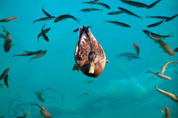 Ente von Fischen - Plitvicer See — Stockfoto