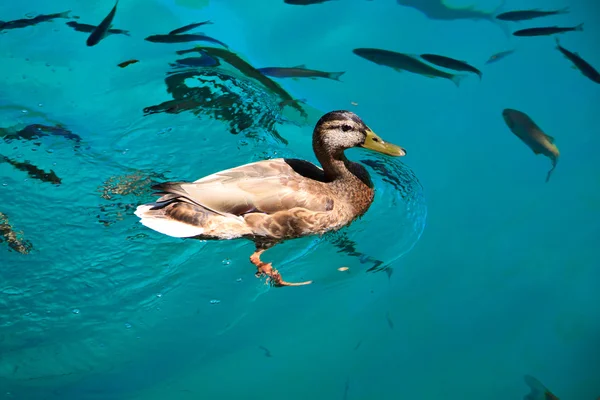 Balık - göl plitvice ördek — Stok fotoğraf