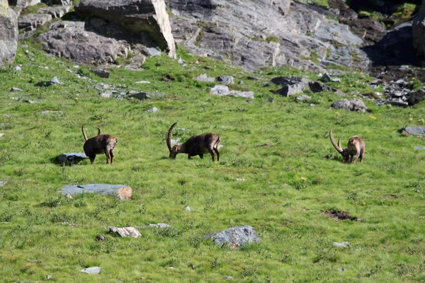 Males ibex (ibex goat) — Stock Photo, Image