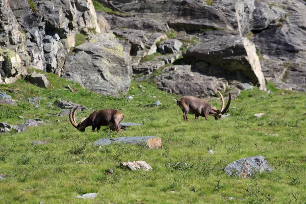 Hombres ibex (cabra ibex ) —  Fotos de Stock