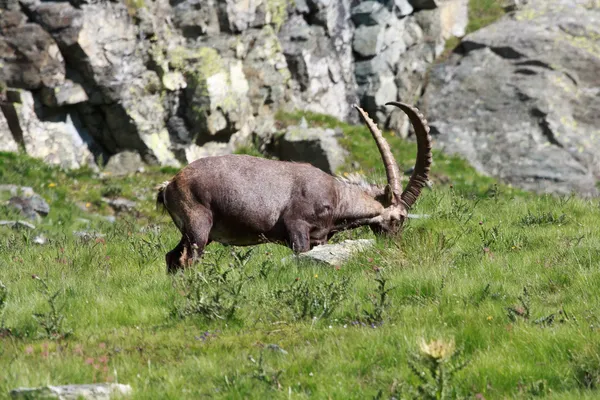 Male ibex (ibex goat) — Stock Photo, Image