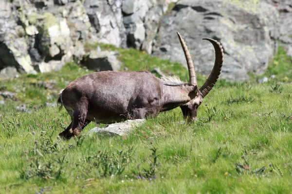 Чоловічий козел (ibex goat ) — стокове фото