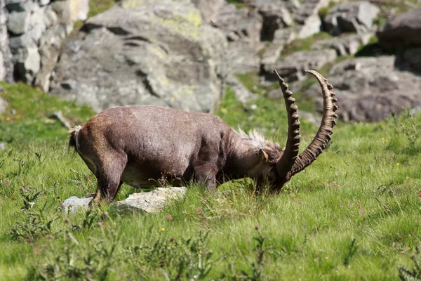 Чоловічий козел (ibex goat ) — стокове фото