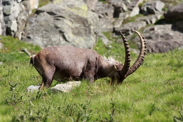 Ibex macho (cabra ibex) ) —  Fotos de Stock