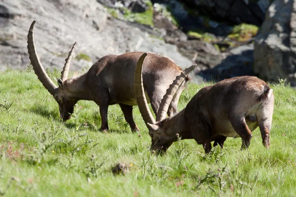 Hombres ibex (cabra ibex ) —  Fotos de Stock