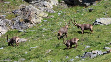 Erkek dağ keçisi (dağ keçisi keçi)