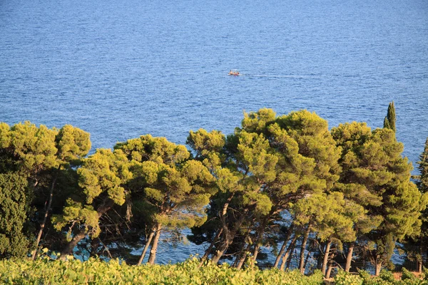 Murvica (Bol - isola di Brac ) — Foto Stock