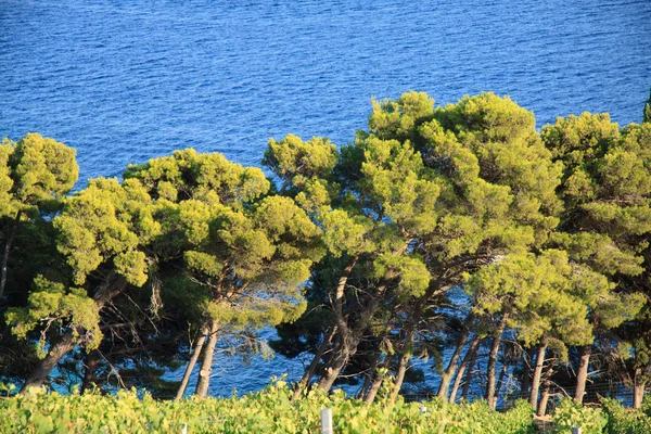 Murvica (Bol - ostrov Brač) — Stock fotografie