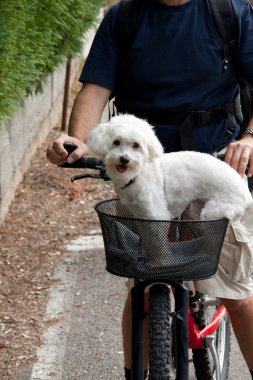 Bisiklet Malta köpeği