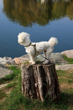 Malta Köpeği
