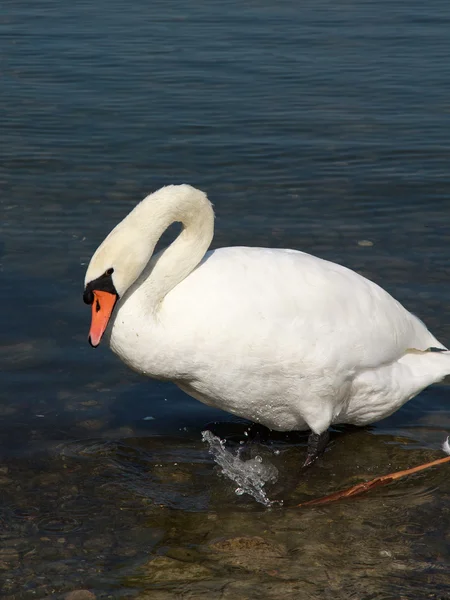 Swan - Varese lake — Stockfoto