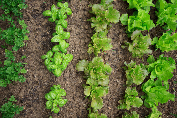 Vegetable garden