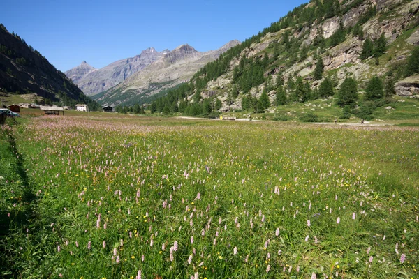 Valsavaranche, the valley — Stock Photo, Image