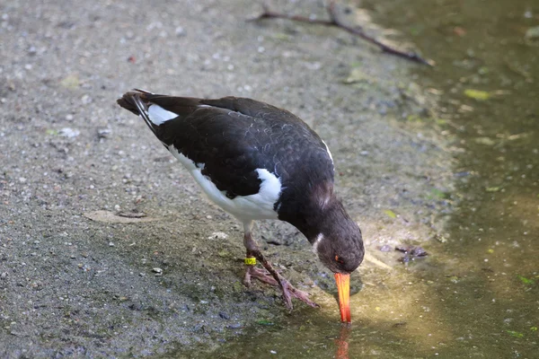 Oystercatcher — Stock Photo, Image