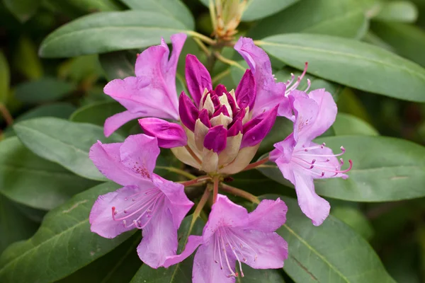 Rhododendron — Stock Photo, Image