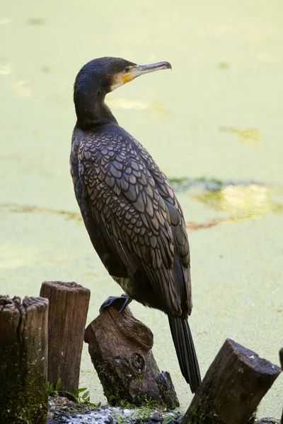 Cormorão (Phalacrocorax Carbo ) — Fotografia de Stock