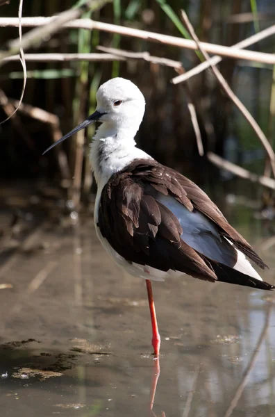 Cavaleiro da Itália (stilt stilt ) — Fotografia de Stock