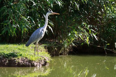Airone cenerino (Ardea Cinerea)