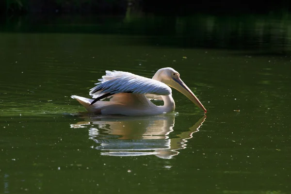 Pelicano (Pelacanus Onocratalus ) — Fotografia de Stock