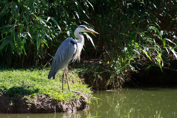 Airone cenerino (Ardea Cinerea) — Zdjęcie stockowe