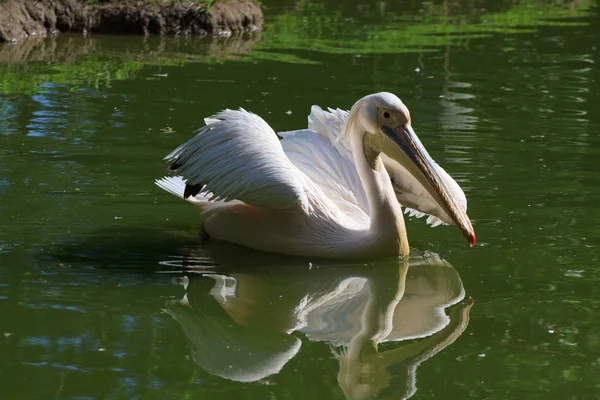 Pelican (Pelacanus Onocratalus) — Stock Photo, Image