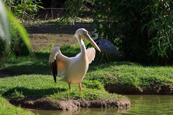 Pelikan (Pelacanus Onocratalus) — Zdjęcie stockowe