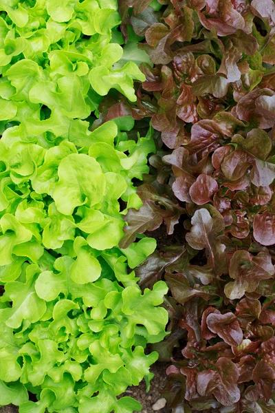 Salada — Fotografia de Stock